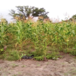 Community Gardens